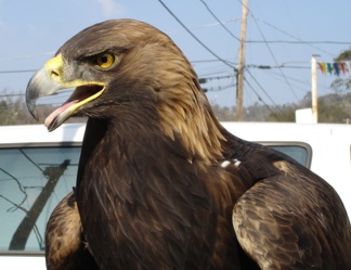 Golden Eagle