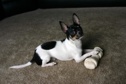 Patron - chihuahua
