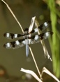 12 Spotted Skimmer Dragonfly