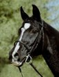 Holly - arab mare