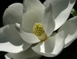 Magnolia Flower