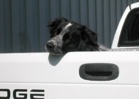 Waiting - patient Border Collie