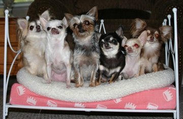 from left to right: Mora, Mija, Aimee (yorkie - chi mix), Reina, Chica & Niña - photo by Ann Ranlett