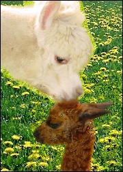 Alpaca photo composite for reference