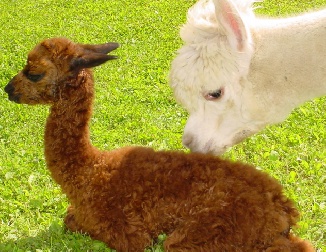 Alpaca dam & cria - photo by the Alpaca Granny