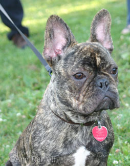 Bean the French Bulldog