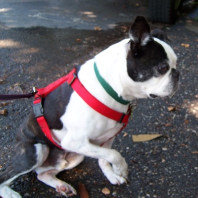 Photo of one of ACB's Boston terriers