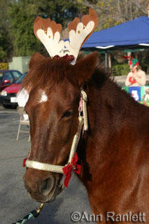 Ruby the pony