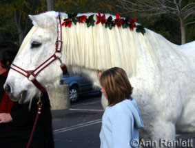 Tank the percheron draft horse