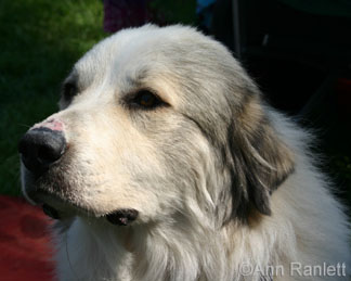 Cheyenne the Great Pyrenees