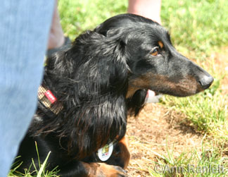 Long Haired Dachshund