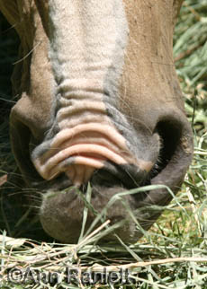 Cropped photo of Bess's muzzle, by Ann Ranlett