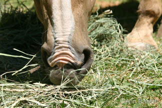 Photo of Bess's muzzle, by Ann Ranlett