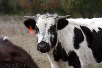 Steer reference photo