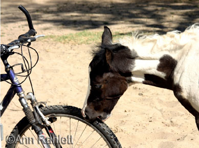 C'mon Baby, Bite My Tire, photo by Ann Ranlett