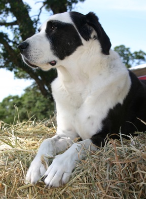 Patch pretending to be a ranch dog - he loved to perch on the hay bales when John brought home hay for my horse!