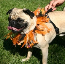 Halloween Pug #2 - photo by Ann Ranlett