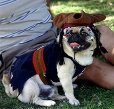 Capt. Jack Sparrow Pug - photo by Ann Ranlett