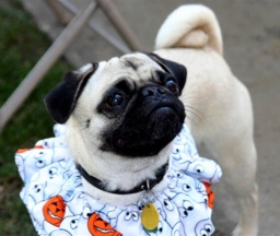 Halloween pug - photo by Ann Ranlett