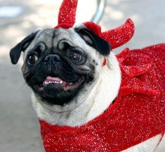 Sparkly Devil Pug - photo by Ann Ranlett