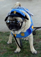 Cop Pug (aka Tommy) - photo by Ann Ranlett