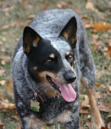 Scooter the Australian Cattle (Comfort) Dog - aka Scuffy, Tasmanian Princess, ScooterBug