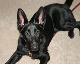 Tootsie the German shepherd, photo by Ann Ranlett