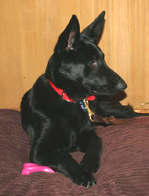 Tootsie the German shepherd, looking very mature and regal. Photo by Ann Ranlett