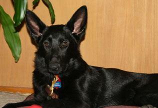 Tootsie the German shepherd, photo by Ann Ranlett