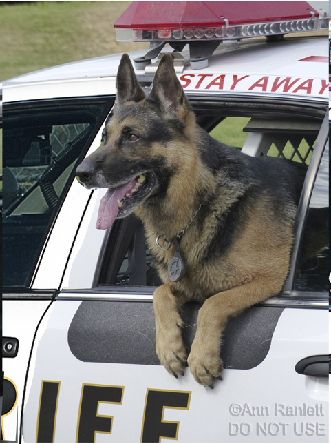 Reference photo of Ronin, by Ann Ranlett