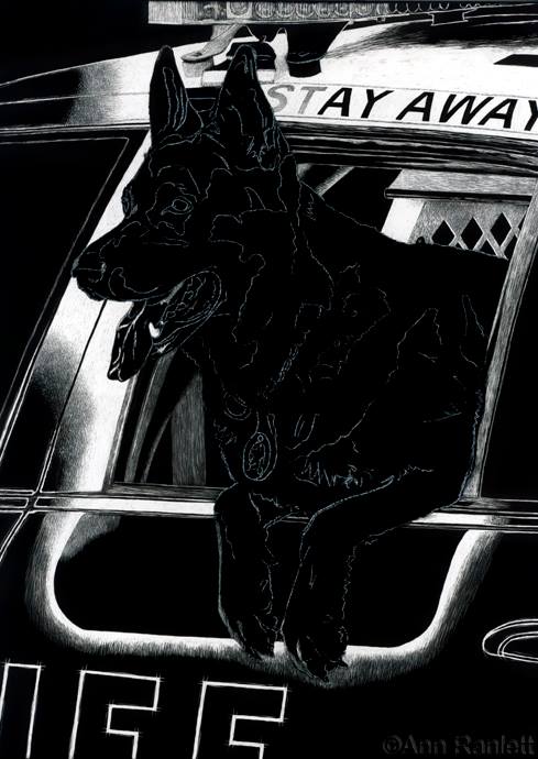 K9 Ronin scratchboard drawing in progress, by Ann Ranlett