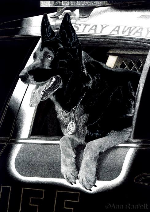 K9 Ronin scratchboard drawing in progress, by Ann Ranlett