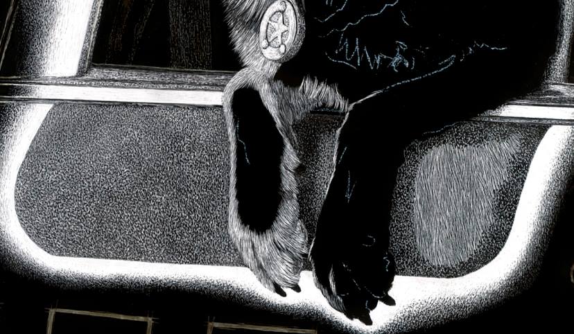 K9 Ronin scratchboard drawing in progress - detail, by Ann Ranlett
