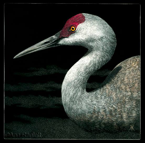 Grassland Grace, scratchboard drawing by Ann Ranlett