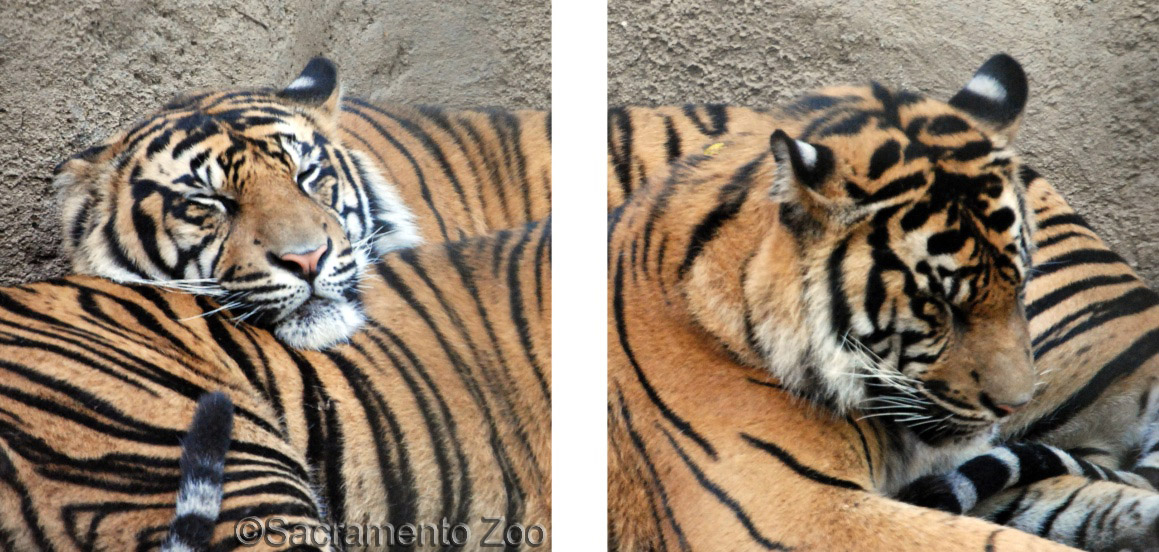 photo courtesy of the Sacramento Zoo