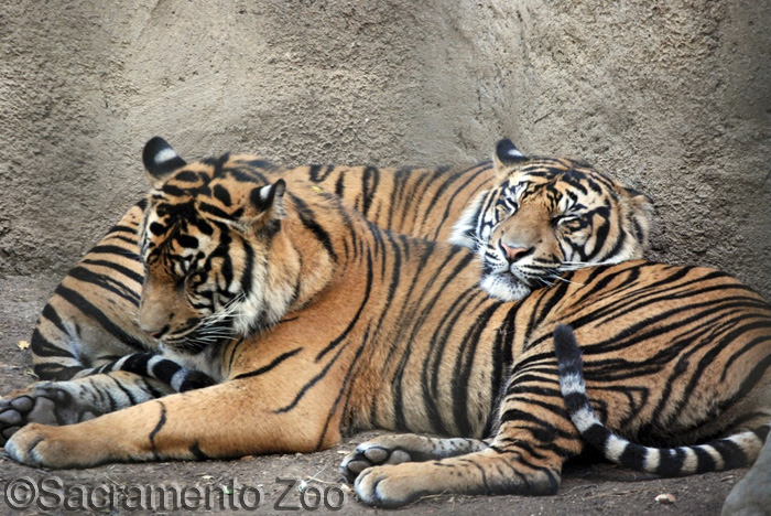 photo courtesy of the Sacramento Zoo