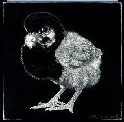 Tough Chick, scratchboard drawing by Ann Ranlett