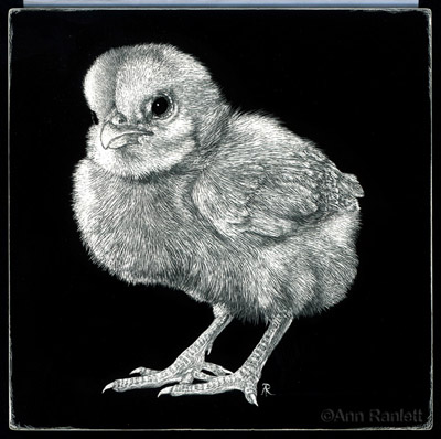 Tough Chick, scratchboard drawing by Ann Ranlett