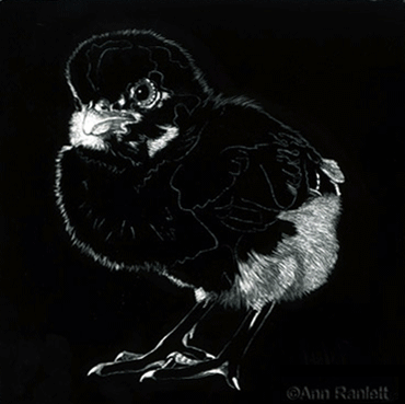 Tough Chick, scratchboard drawing by Ann Ranlett
