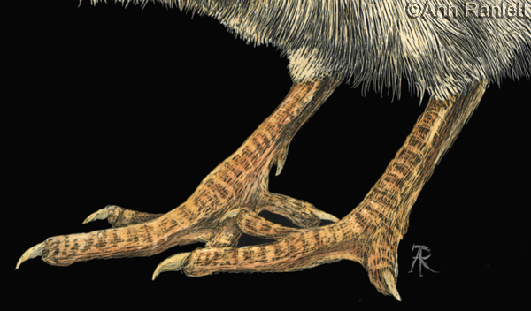 Tough Chick - detail of drawing, by Ann Ranlett