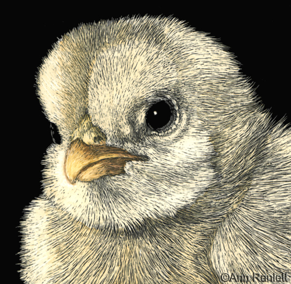 Tough Chick - detail of drawing, by Ann Ranlett