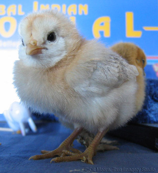 Banty chick photo by Kat Moore - color version