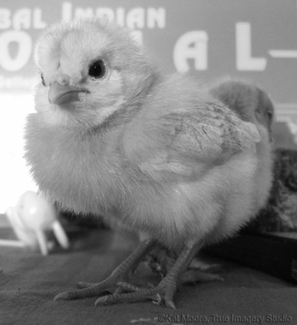 Banty chick photo by Kat Moore - color converted to greyscale