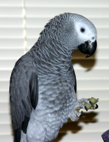 Zoya the African grey parrot enjoys a bit of cucumber, photo by Ann Ranlett