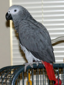 Zoya the African grey parrot, photo by Ann Ranlett