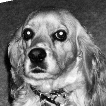 cropped photo converted to greyscale