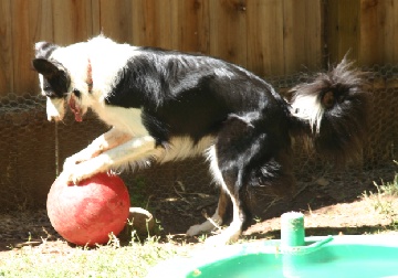 Annie photo by Ann Ranlett