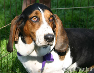 Bassett Hound