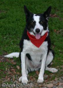 Magpie the border collie