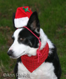 Magpie the border collie